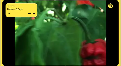 品牌视频